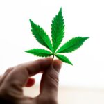 donde se consume mas cannabis