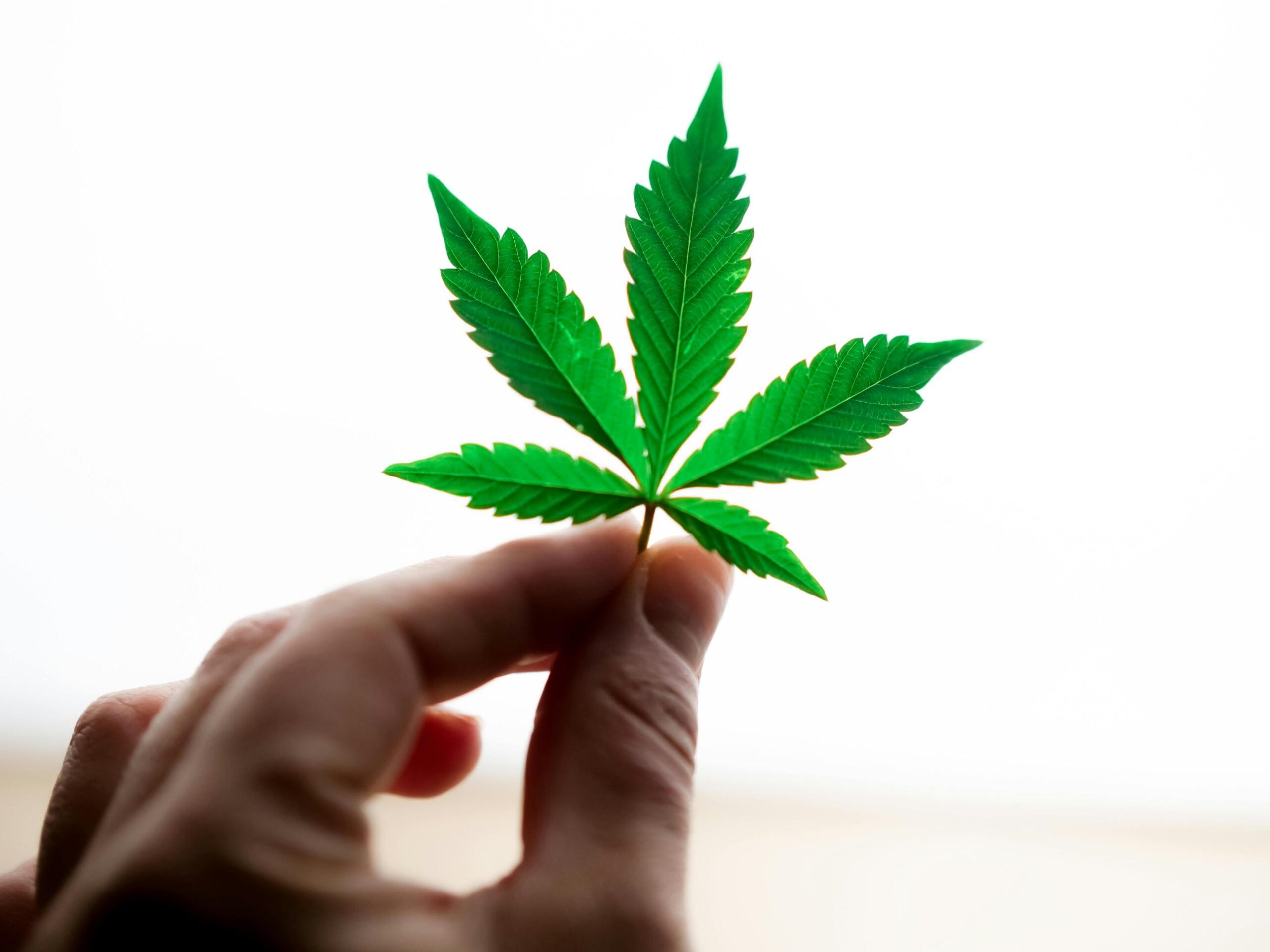 donde se consume mas cannabis